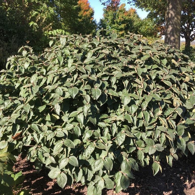 Viburnum carlesii  Spice Island™ Potted Korean Spice Viburnum Bush