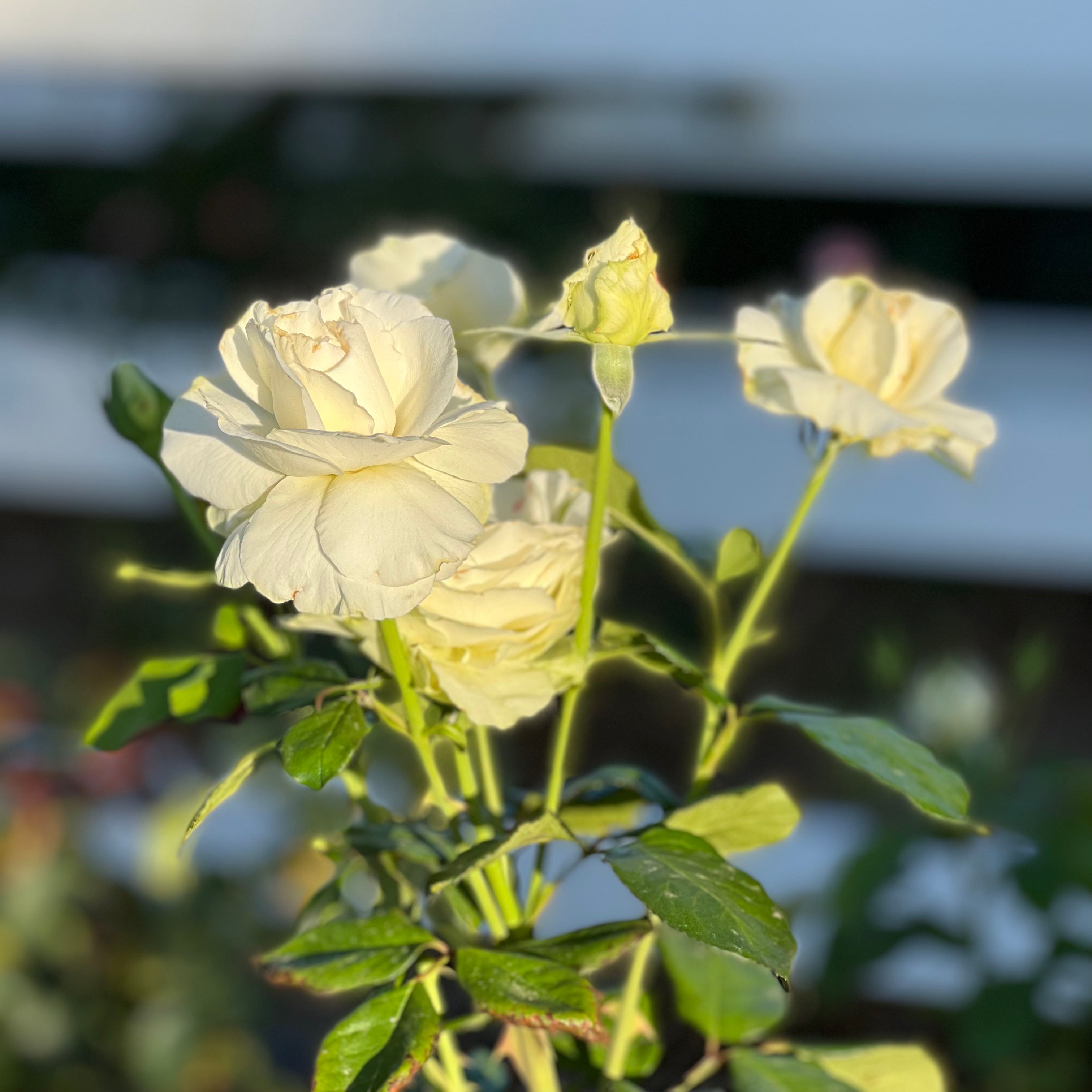 Grace Rose Farm Shirley's Bouquet Rose Bush - Thumbnail 5