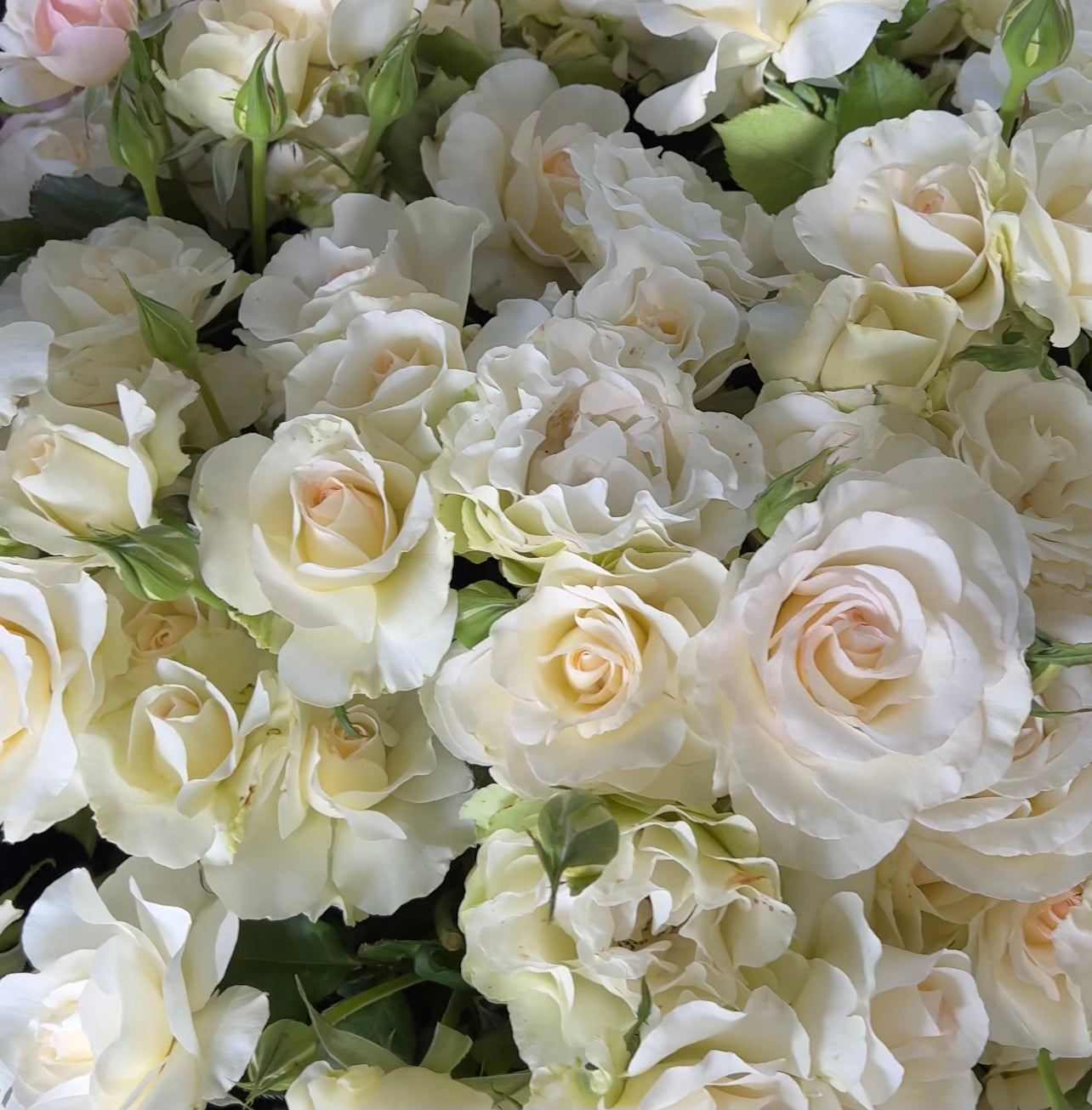 Grace Rose Farm Shirley's Bouquet Rose Bush
