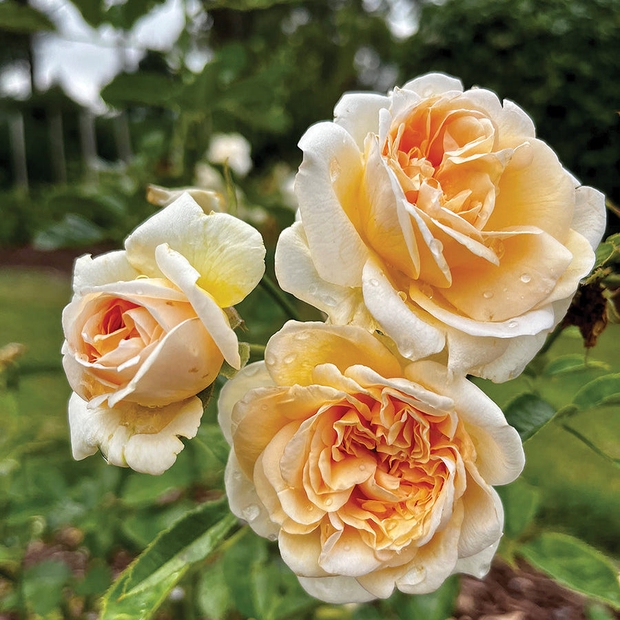 Fragrant Showpiece™ Champagne Potted Rose Bush
