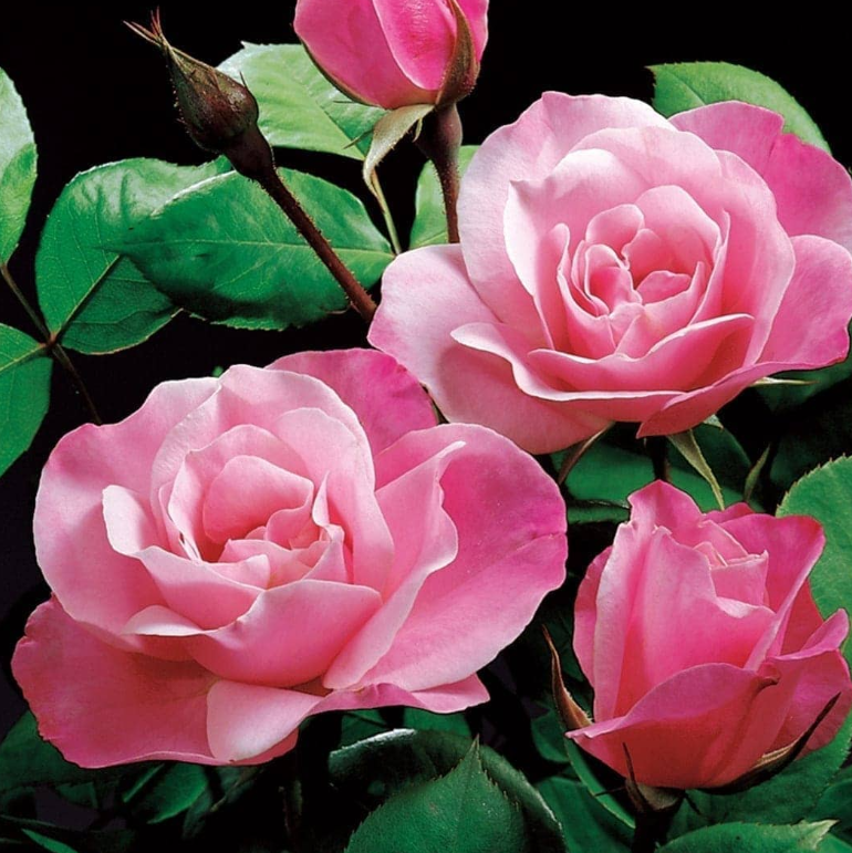 Grace Rose Farm Simplicity Rose Bush