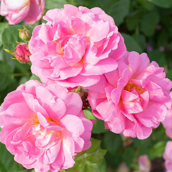 Sitting Pretty™ Bare Root Rose Bush