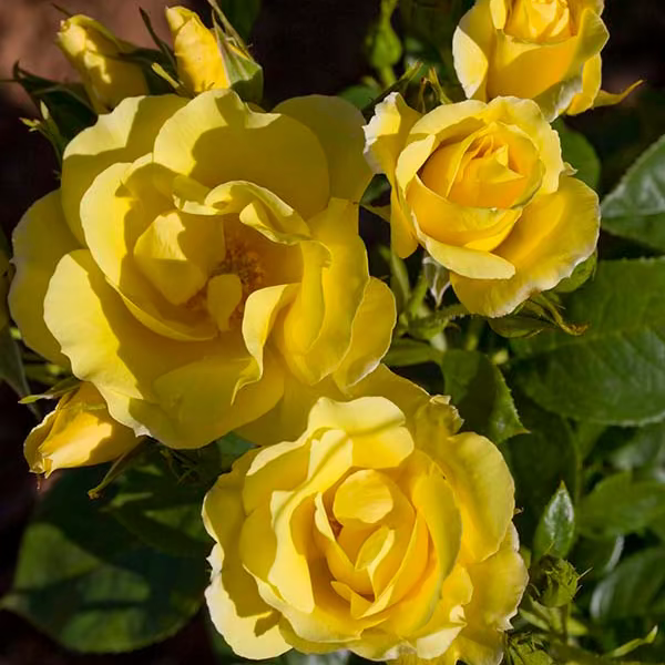 Sky's The Limit™ Potted Climbing Rose