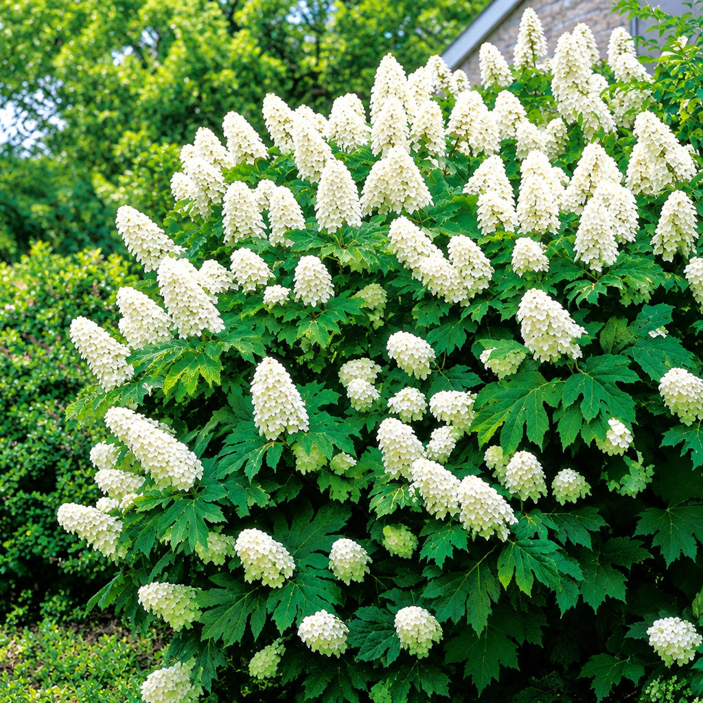 Snow Queen Oakleaf Hydrangea Bare Root Hydrangea Bush