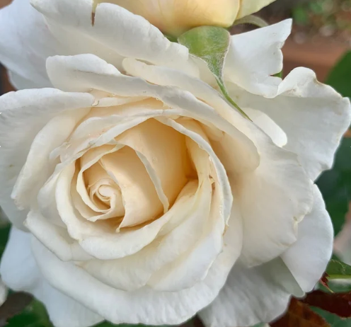 Soft & Sweet™ Bare Root Rose Bush