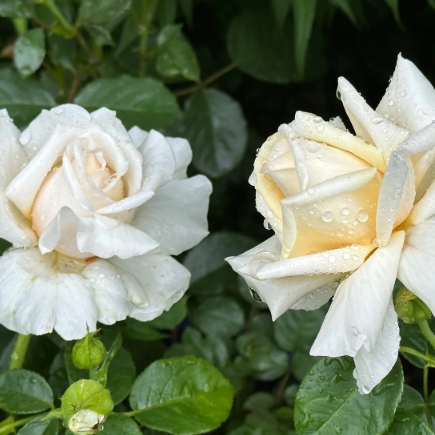 Soft & Sweet™ Bare Root Rose Bush