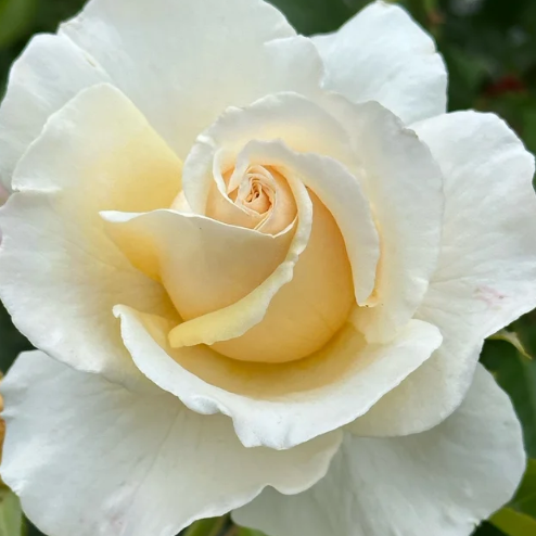 Soft & Sweet™ Bare Root Rose Bush
