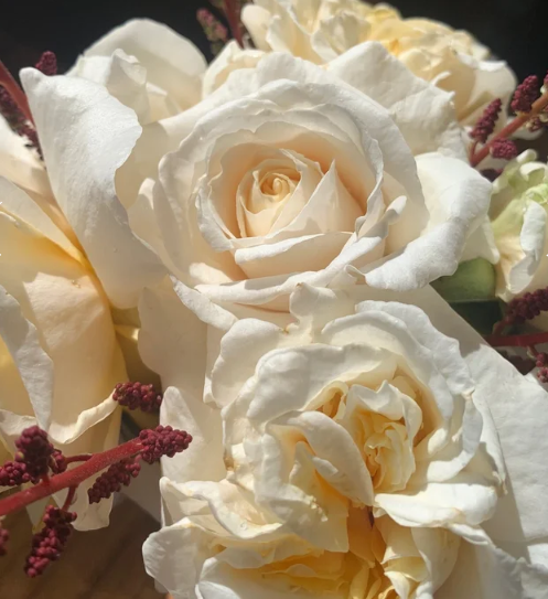 Soft & Sweet™ Bare Root Rose Bush