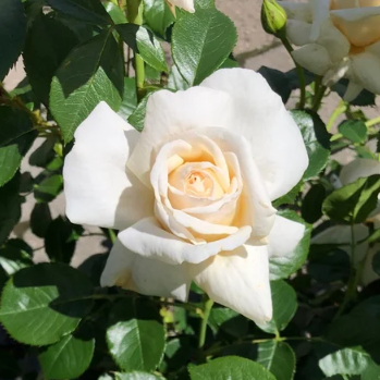 Soft & Sweet™ Bare Root Rose Bush