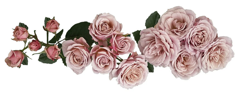 Loli™ Spray Rose Bouquet