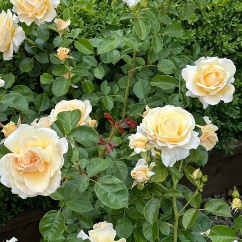 Soft & Sweet™ Bare Root Rose Bush