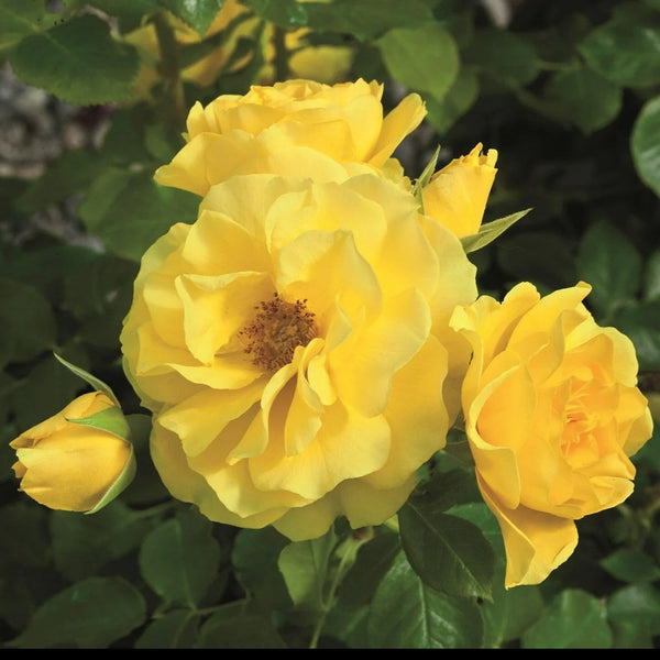 Sparkle & Shine™Potted Rose Bush