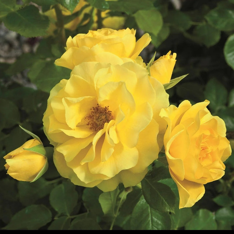 Sparkle & Shine™Potted Rose Bush