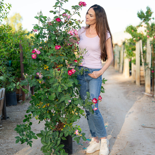 Stormy Weather™  Potted Climbing Rose Bush