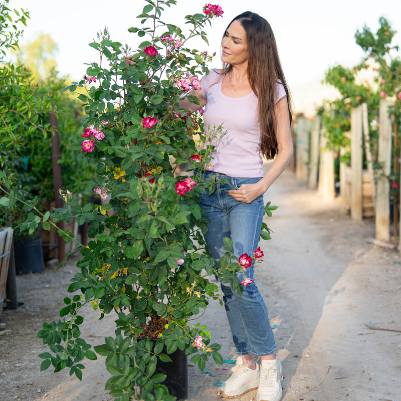 Stormy Weather™  Potted Climbing Rose Bush