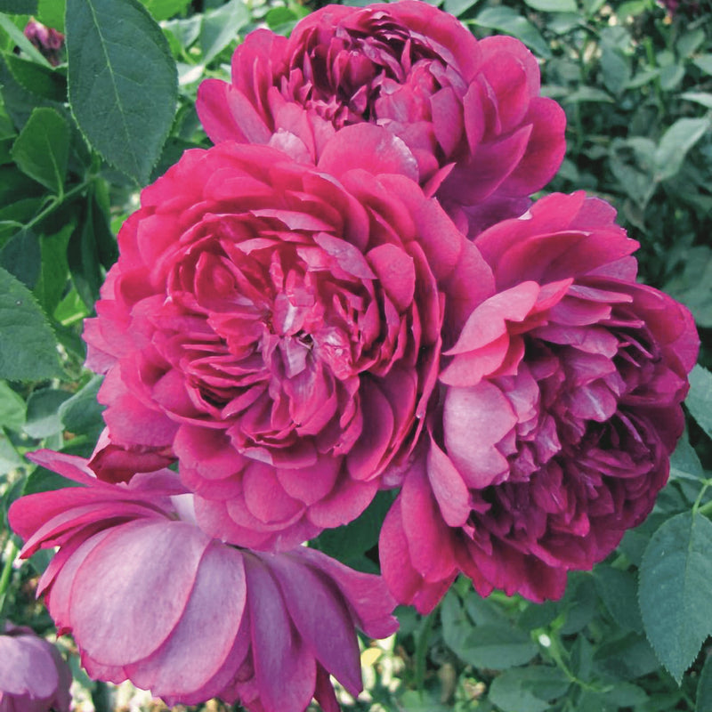 Sultry Night™ Bare Root Rose Bush