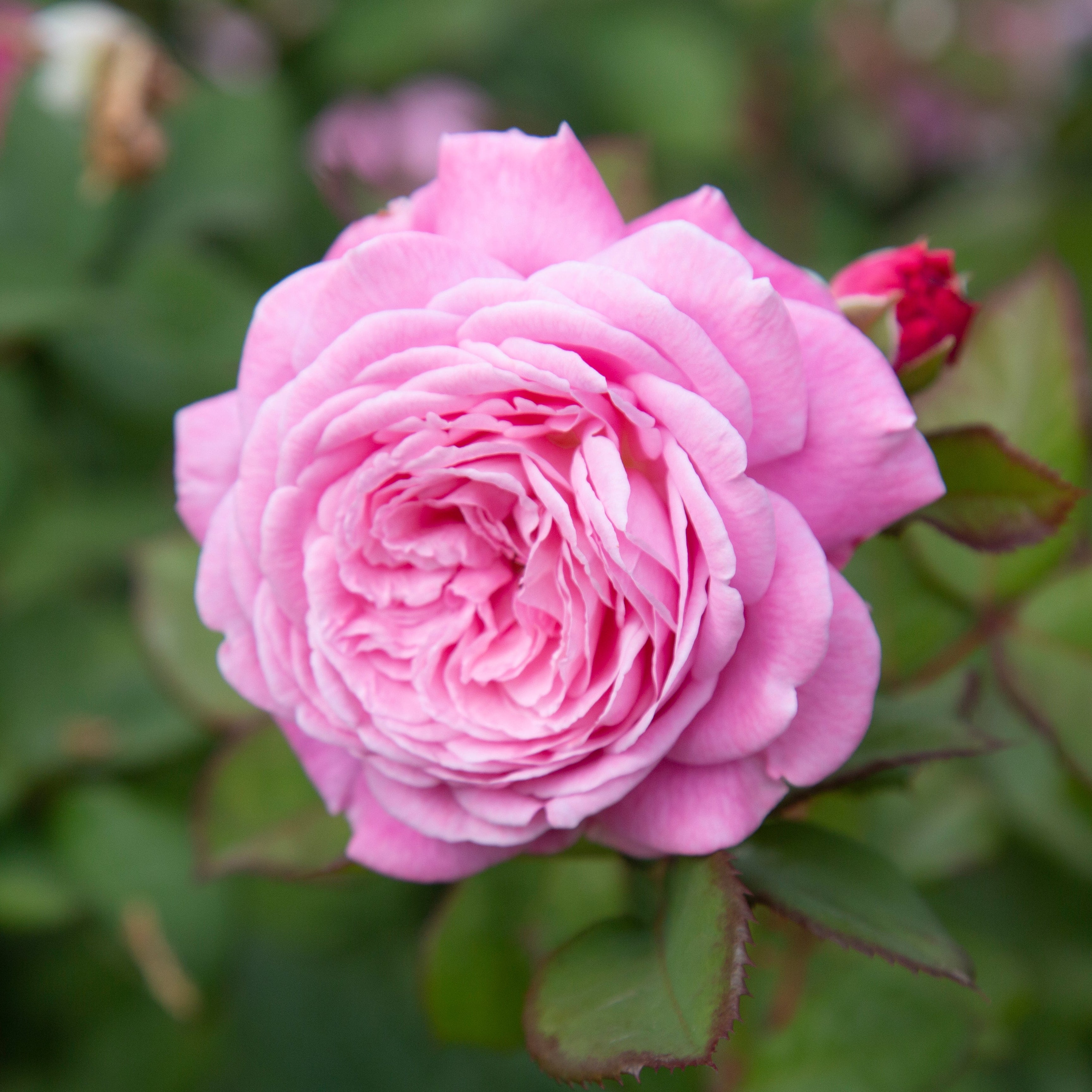 Parfuma® Summer Romance™ Bare Root Rose Bush