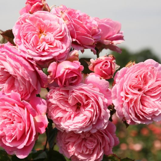 Parfuma® Summer Romance™  Potted Rose Bush