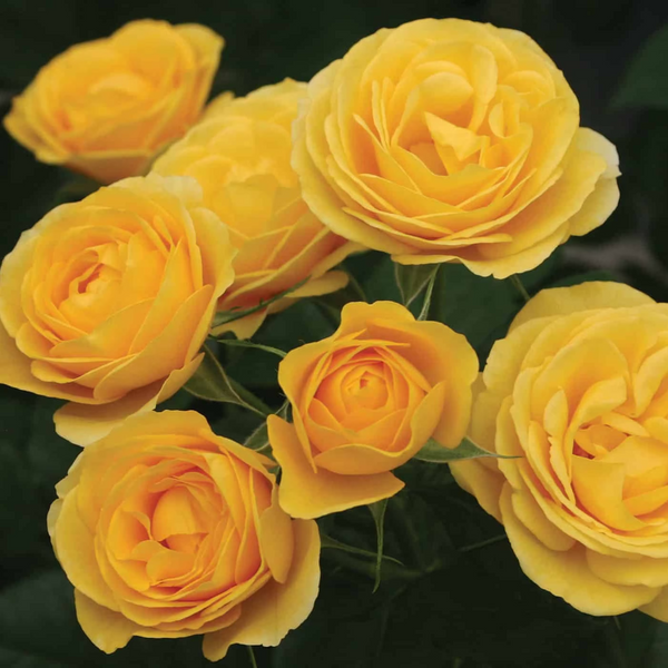 Veranda® Sunbeam™ Bare Root Rose Bush