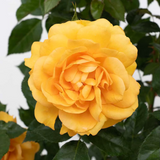 Sunbelt® South Africa®   Bare Root Rose Bush