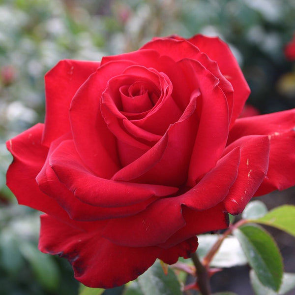 Sunbelt® Desmond Tutu™ Bare Root Rose Bush