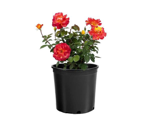 Sunbelt® Garden Flame™  Potted Rose Bush