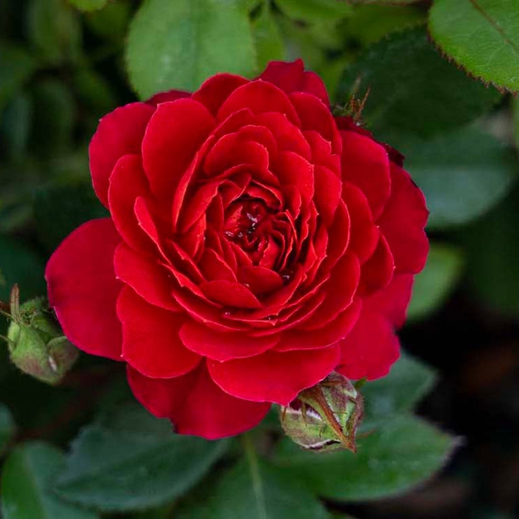 Watermelon Sunblaze® Potted Rose Bush