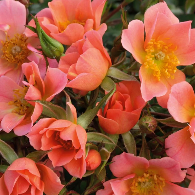 Sunset Happy Trails™ Bare Root Rose Bush