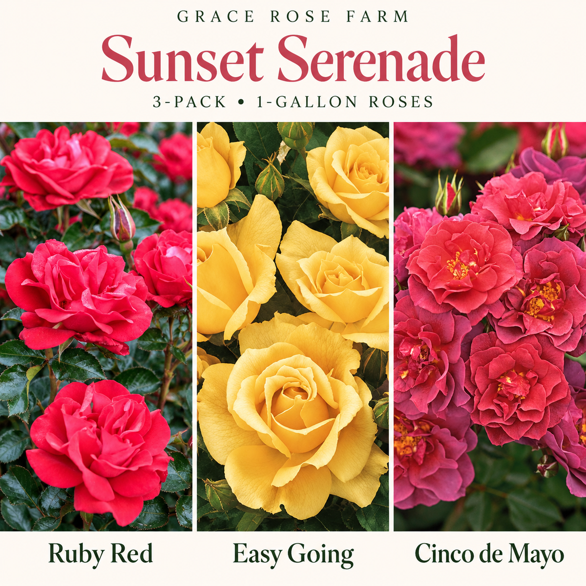 SUNSET SERENADE 3 Pack - Ruby Red™, Easy Going™, Cinco de Mayo™