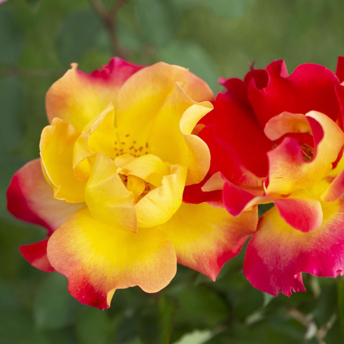 Sunset Horizon™ Bare Root Rose Bush