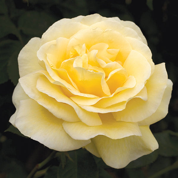 Grace Rose Farm Sunshine Daydream Rose Bush - Thumbnail 2