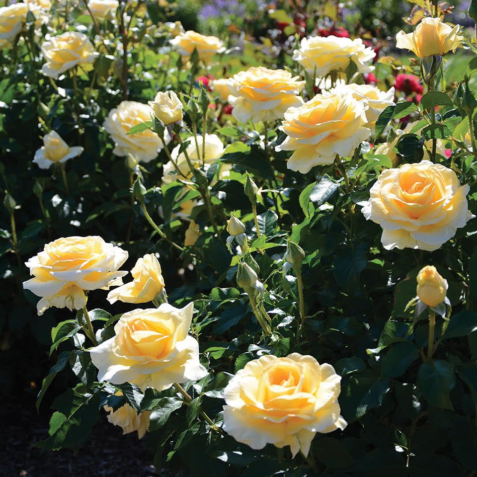Grace Rose Farm Sunshine Daydream Rose Bush - Thumbnail 4