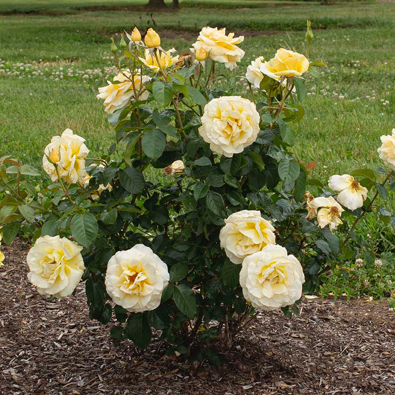 Sunshine Daydream Bare Root Rose Bush
