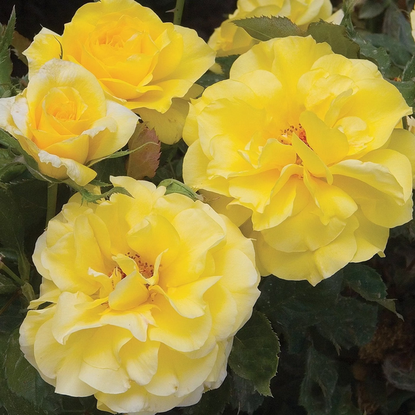 Sunsprite™ Potted Rose Bush