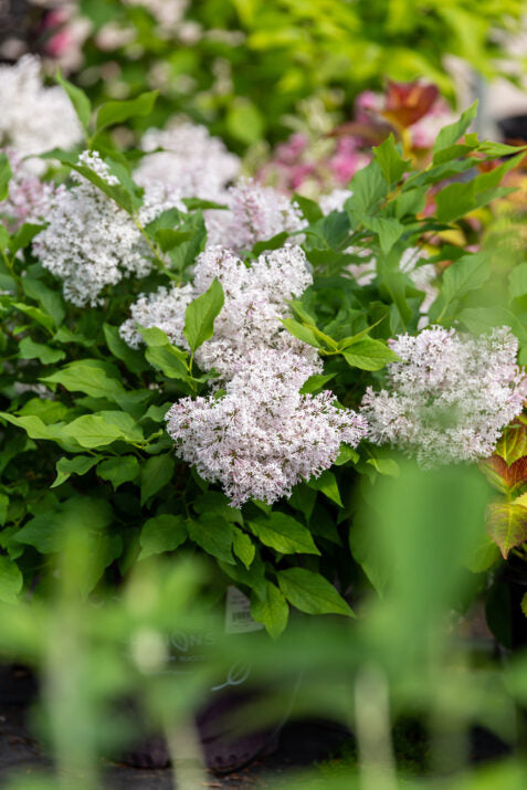 First Editions® Little Lady™ Bare Root Lilac Bush