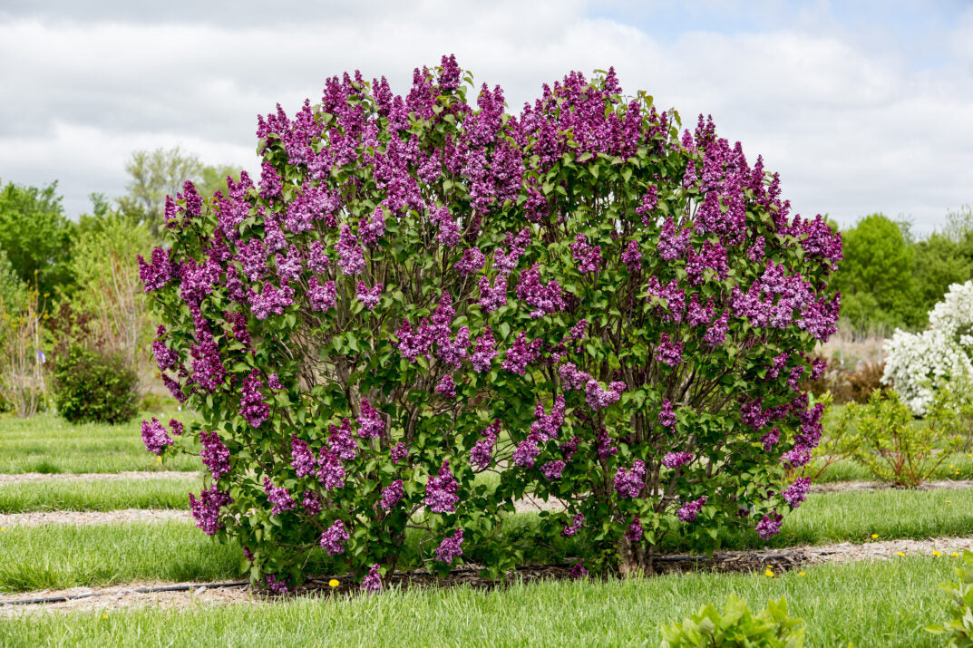First Editions® Virtual Violet® Bare Root Lilac Bush