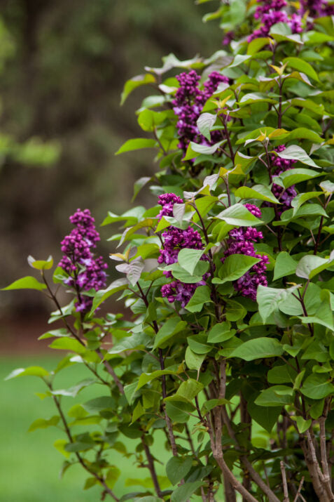 First Editions® Virtual Violet® Bare Root Lilac Bush