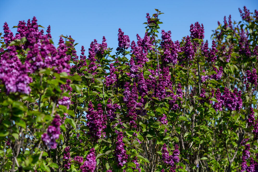 First Editions® Virtual Violet® Bare Root Lilac Bush