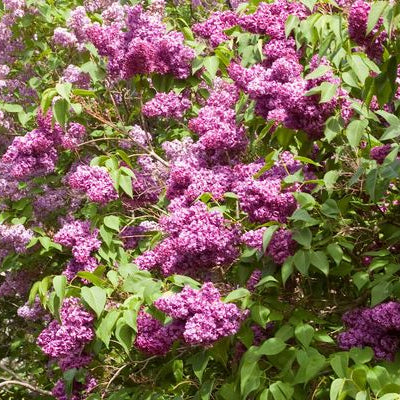 Monge Bare Root Lilac Bush
