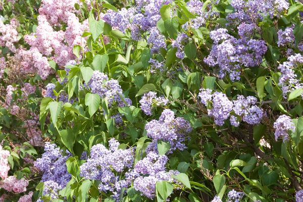 Wedgewood Blue Bare Root Lilac Bush