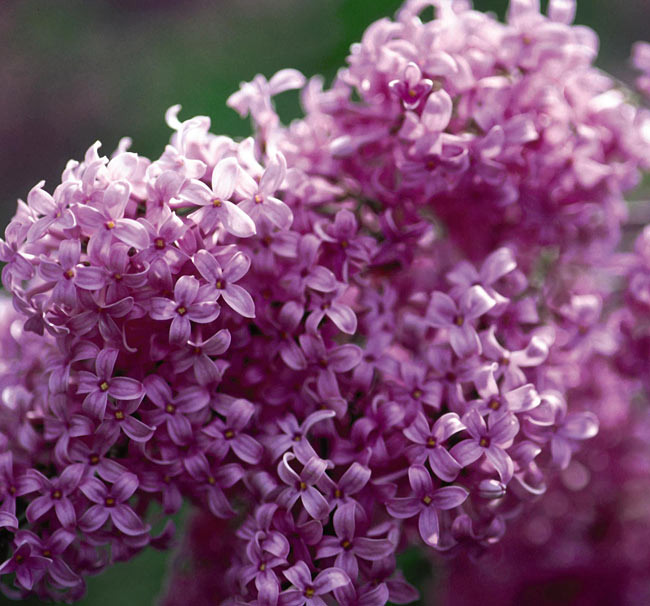 Saugeana Chinese Bare Root Lilac Bush