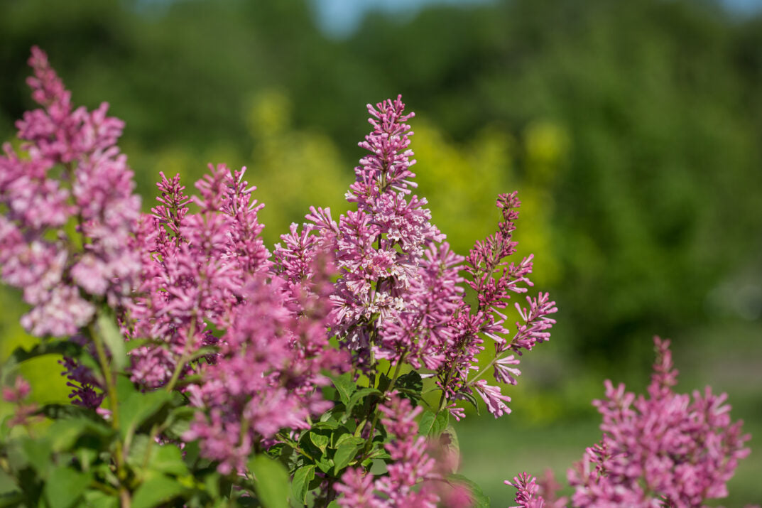 First Editions® Pinktini™ Bare Root Lilac Bush