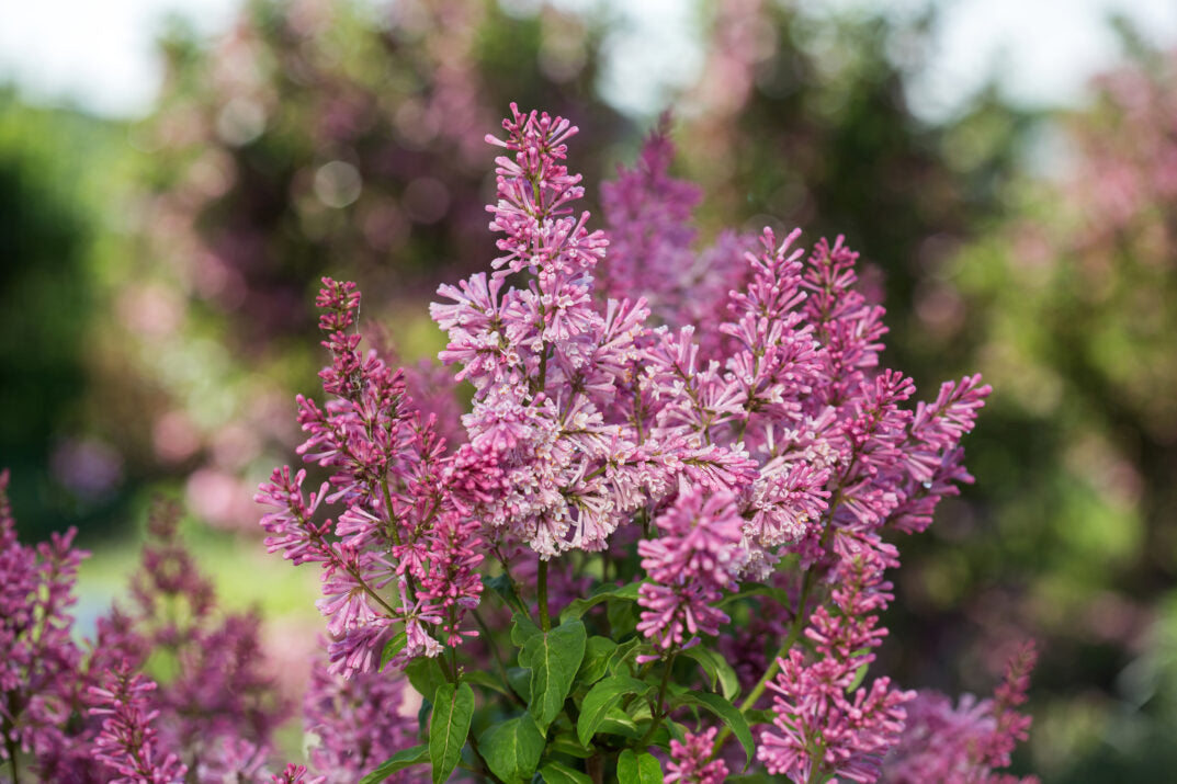 First Editions® Pinktini™ Bare Root Lilac Bush