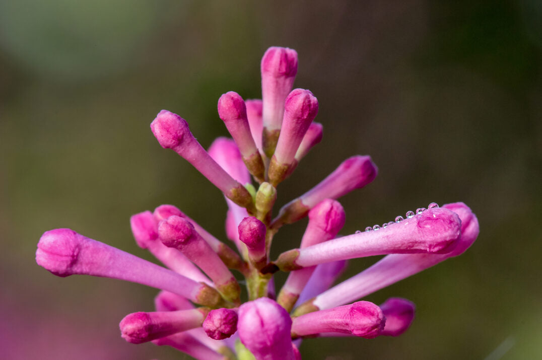 First Editions® Pinktini™ Bare Root Lilac Bush