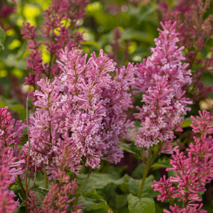 First Editions® Pinktini™ Bare Root Lilac Bush