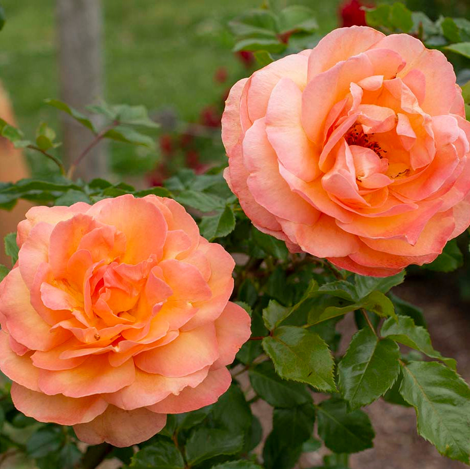 Arborose® Tangerine Skies™  Potted Climbing Rose