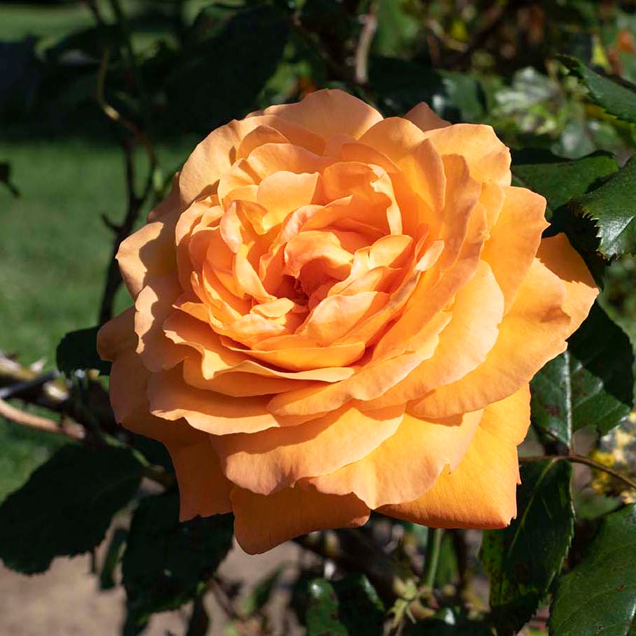 Arborose® Tangerine Skies™  Potted Climbing Rose