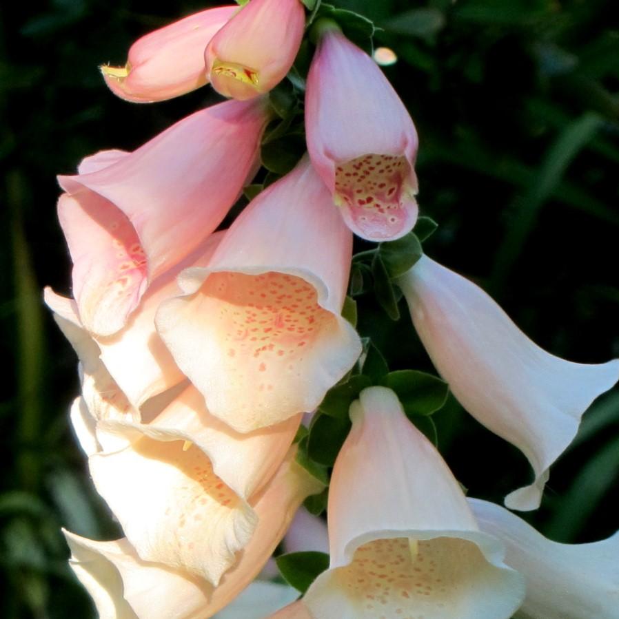 Foxglove Dalmatian Peach Potted Foxglove Plant
