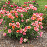 Tequila® Supreme Bare Root Rose Bush