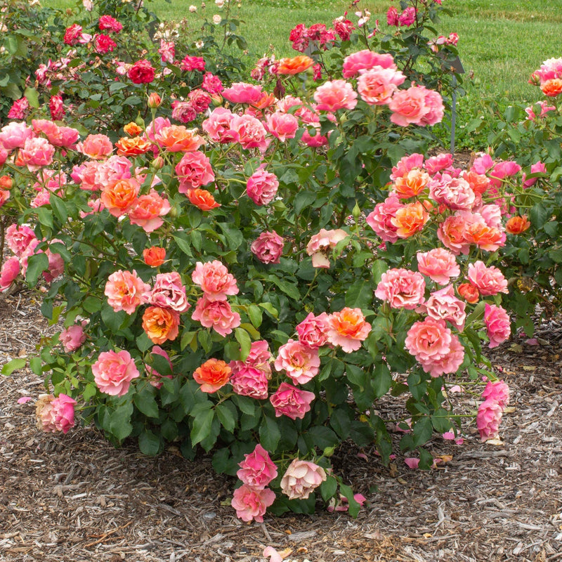 Tequila® Supreme Bare Root Rose Bush